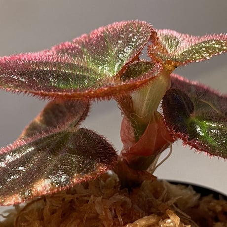 Begonia sp. from Manaus
