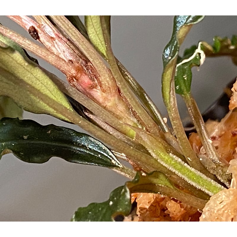 大株) Bucephalandra sp. from 大株) Bucephalandra sp. from