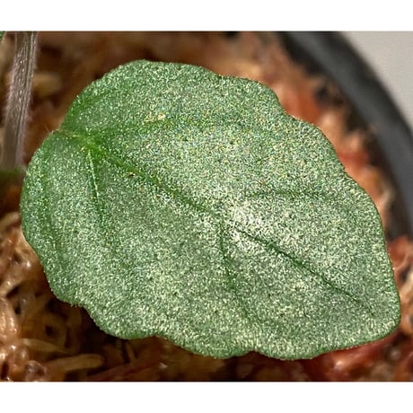 Hemigraphis reptans from Mindanao [KSB]