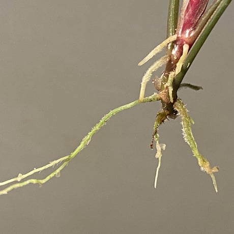 Schismatoglottis sp. "Dragon Tail" from Pangkalan Bun