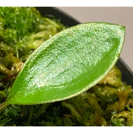 Homalomena sp. "Aceh selatan" Aceh Sumatra [TB]
