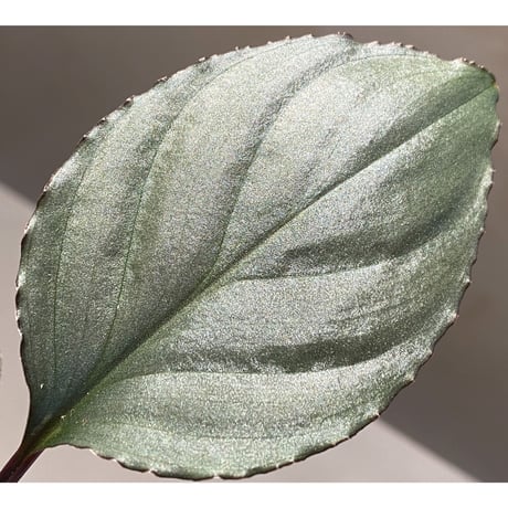 Homalomena 'Rec1-29' K0718-f1 [KZT]