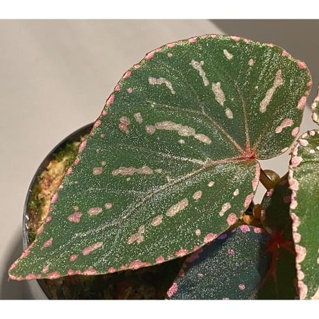 Begonia roseopunctata fromPakan Malaysia Sarawak [RIO]