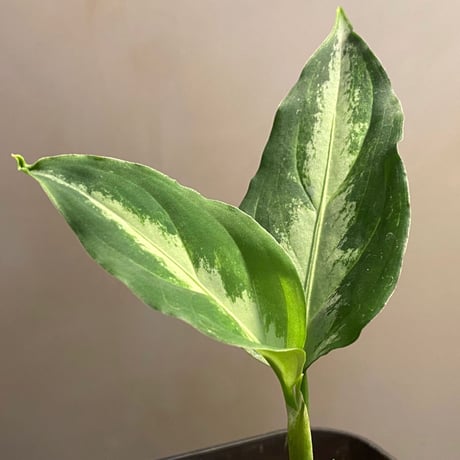 Aglaonema pictum tricolor "type Eureca" class4 from Pulau Nias [AZ]