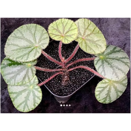 Begonia austroguangxiensis