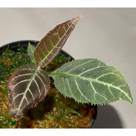 Ardisia gigantifolia [LA]