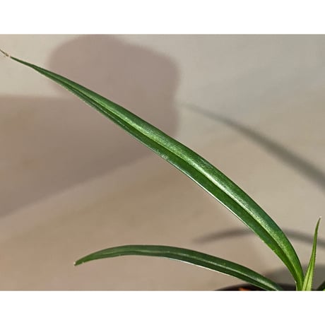 Mapania caudata from Murung raya [LA0515-04] ②