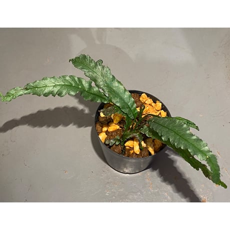 Microsorum sp. "Short Dragon Tail"