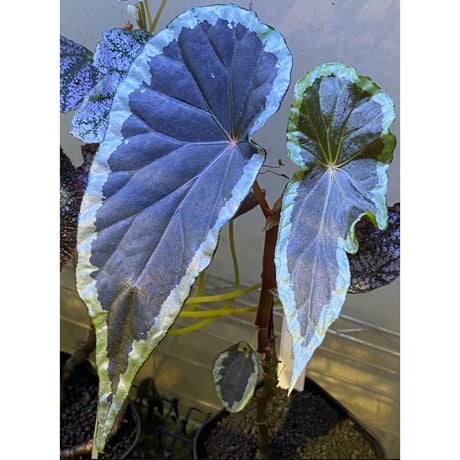 Begonia cf. baramensis