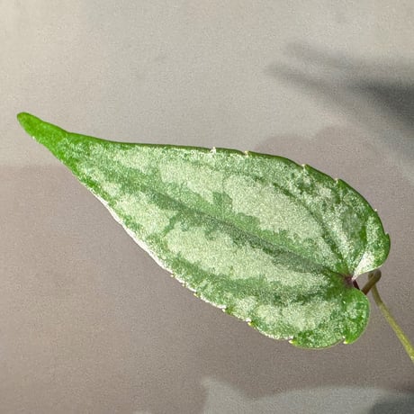 Cissus sp. "Padang" Sumatra barat [TB]