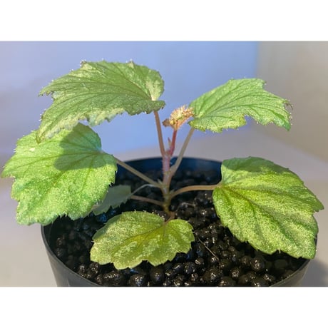 Begonia Hyb. (Halmahera × Aceh)