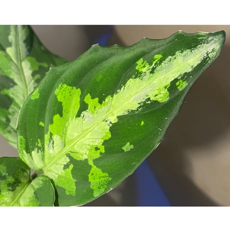 Aglaonema pictum "マルチカラー白玉" D.F.S from Sumatera barat [AZ0912-1]