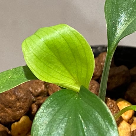 Homalomena sp. Aceh Silver from Aceh sumatera [LA0613-00]