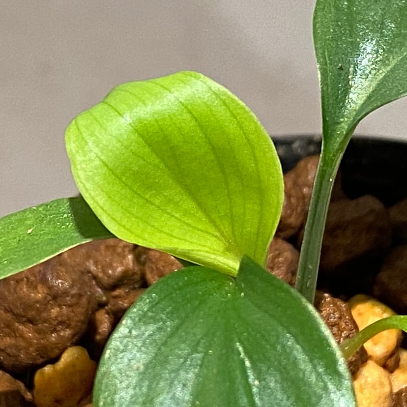 Homalomena sp. Aceh Silver from Aceh sumatera [