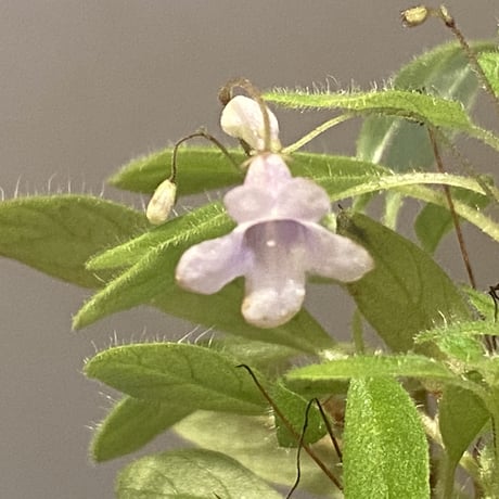Codonoboea sp. from Sumatera barat [LA0317-01] ①