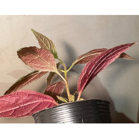 謎草 from Iquitos Peru [tanakay]