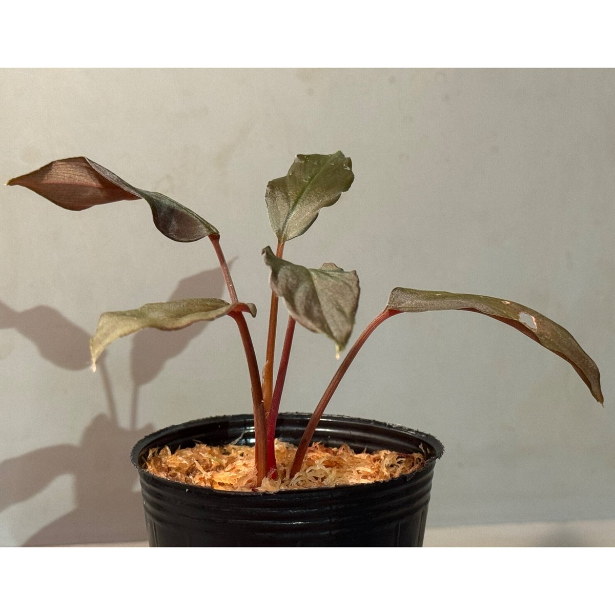 熱帯植物　PP便正規タグ付　ホマロメナsp.\