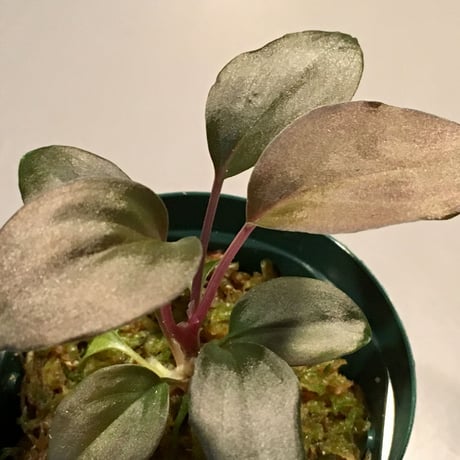 Homalomena sp. from Kepulauan Riau wf1 [KZT]
