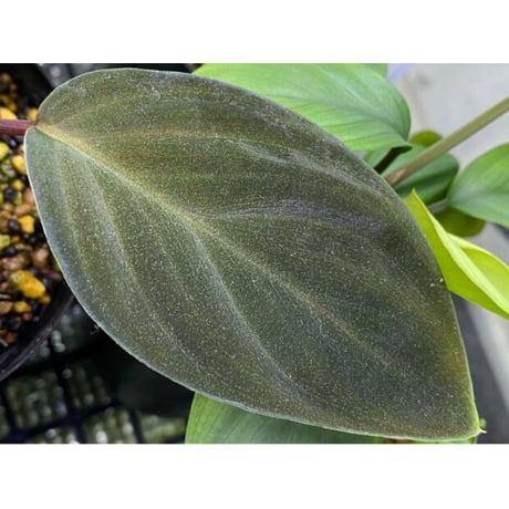 Homalomena sp. from West Kalimantan