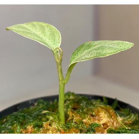 Ardisia sp. from Matang [TK160716]