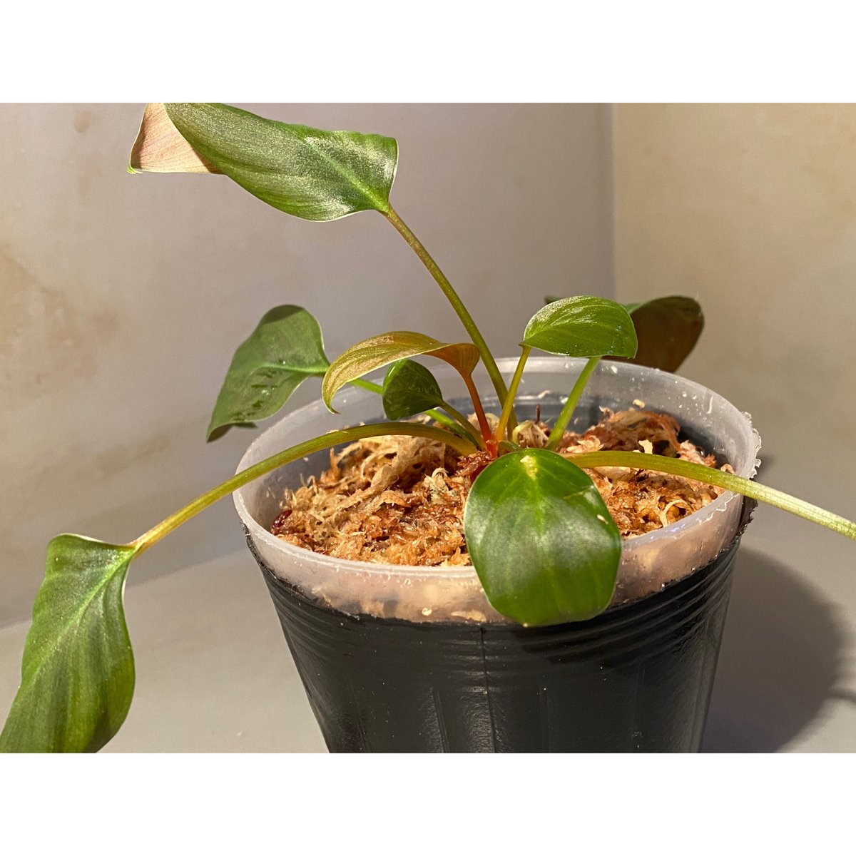 Homalomena sp. from Sekadau [LA0412-00-wf1] | M