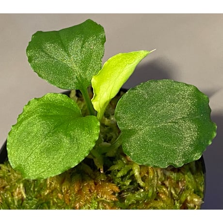 Homalomena sp. (Green) from Solok sumatera [LA0214-3]
