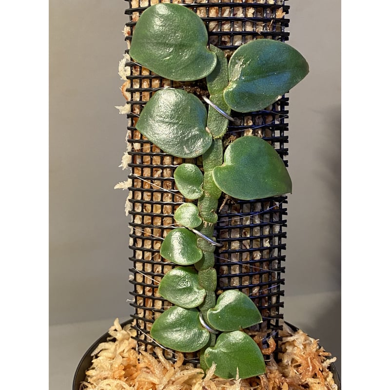 Rhaphidophora sp. from Trat Thailand ④ | M・R・G・R