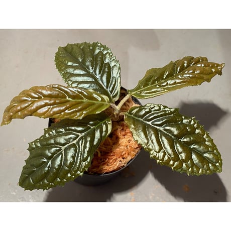 Ardisia sp. from Bengkulu [LA0315-1]