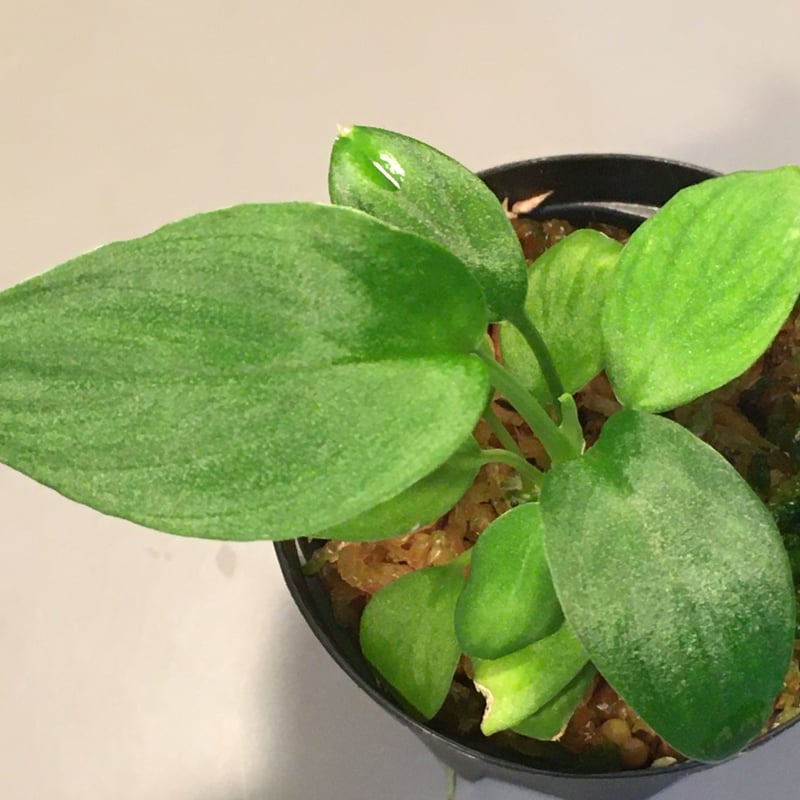 Homalomena sp. Gunung Chamah [TK260316] タグ付き |