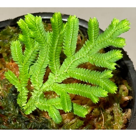 Selaginella biformis [STRINGE PLANTS]