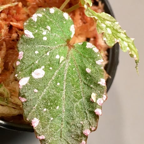 Begonia gracilicyma from Sumatera