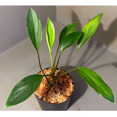 Homalomena sp. Sekadau Selatan ②