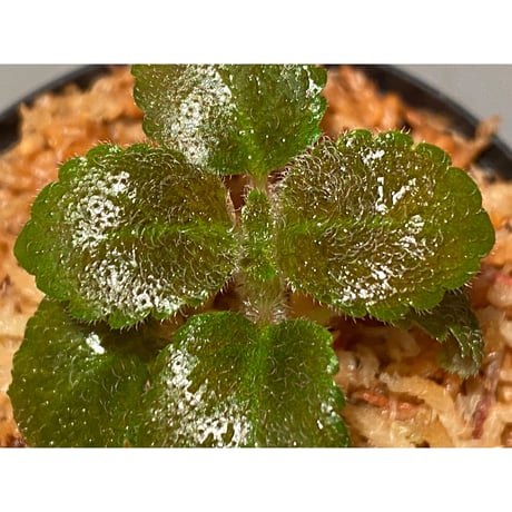 Cyrtandra sp. from Sabah [R0515-01a]