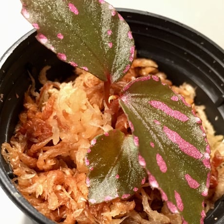 Begonia sp. Julau [R1214-01b]RIO