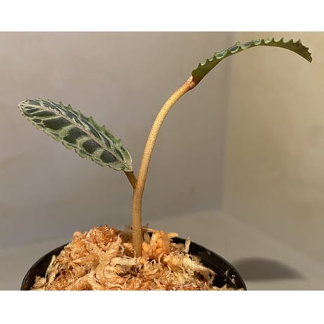 Labisia sp. from Riau sumatera [LA0815-01]