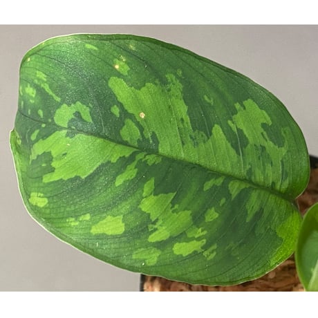 Unknown "Pakak" [MF0417-6X]