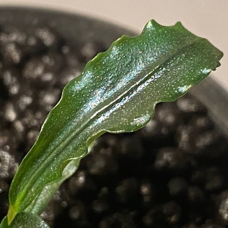 Bucephalandra sp. "MEDUSA"