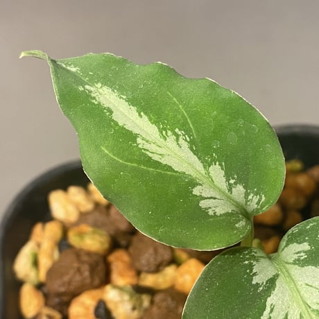 Aglaonema pictum GW1410 type5 from Padang Sidempuan [TB]
