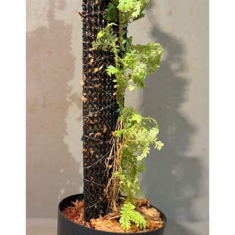Selaginella willdenowii