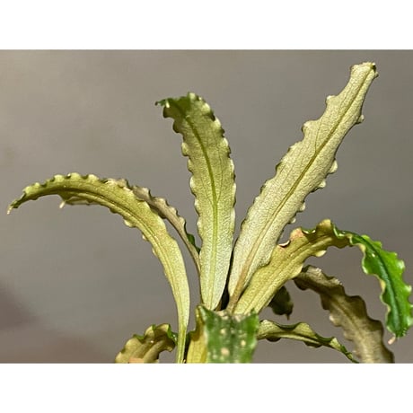 Bucephalandra sp. "MEDUSA"