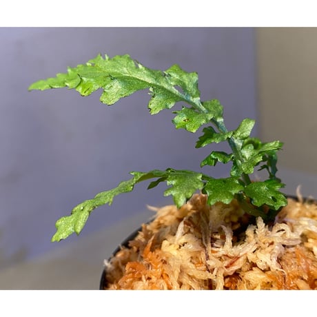 Bolbitis sp. from Siberut [LA]