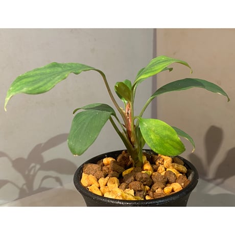 Homalomena cf. hasei from Aceh sumatera [LA1118-03]