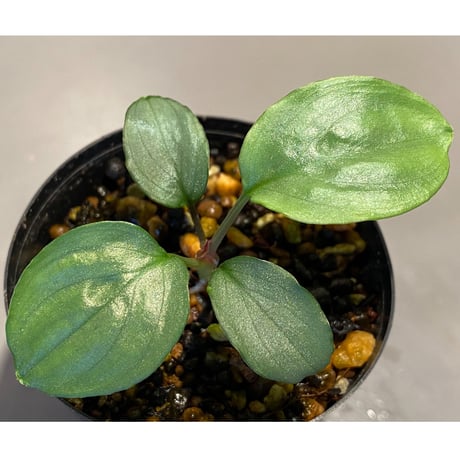 Homalomena sp. "Shirogane"  SGR from Pulau Linga [HW1017-XX]