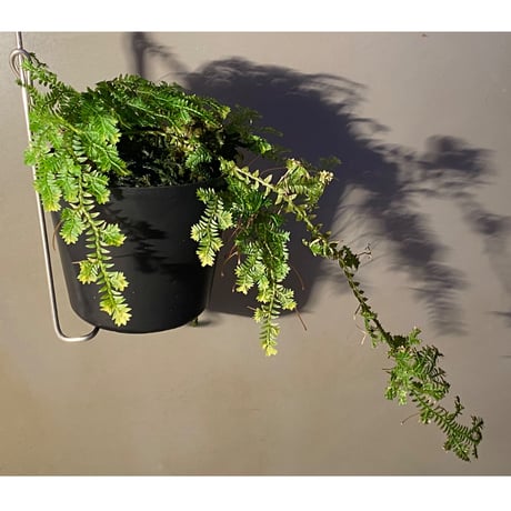 Selaginella sp. from Iquitos Peru [tanakay]