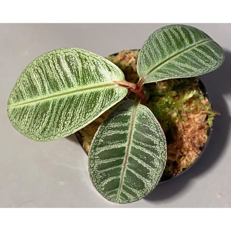 Labisia sp. from Riau sumatera