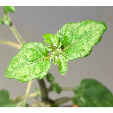 Scrophulariaceae sp. from Valencia, Negros Oriental