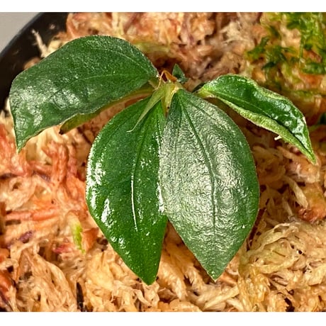 Elatostema sp. from Nopphitam [TK260915]