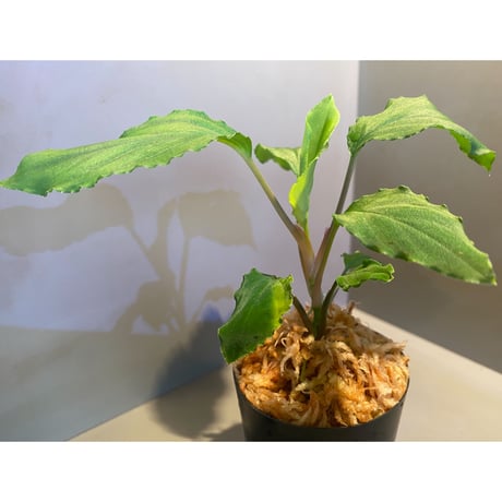 Homalomena sp. from Mt. Besar [LA0219-02]
