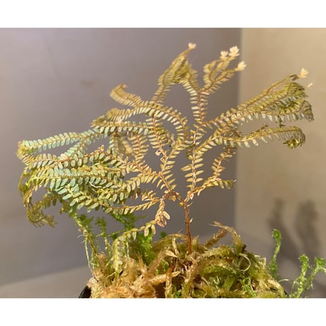 Selaginella siamensis