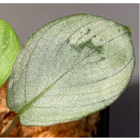 Homalomena hyb. Rec110-03 [K0320-f1] KZT
